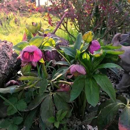 U Waldemara * Lomnica (Jelenia Gora)